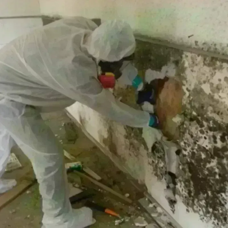 Mold Remediation and Removal in Tysons Corner, VA